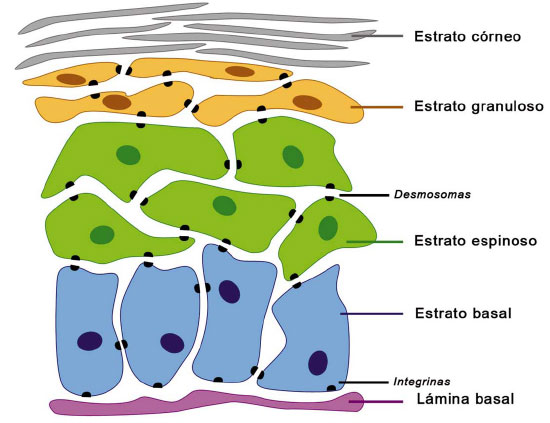 Histologia pile 2